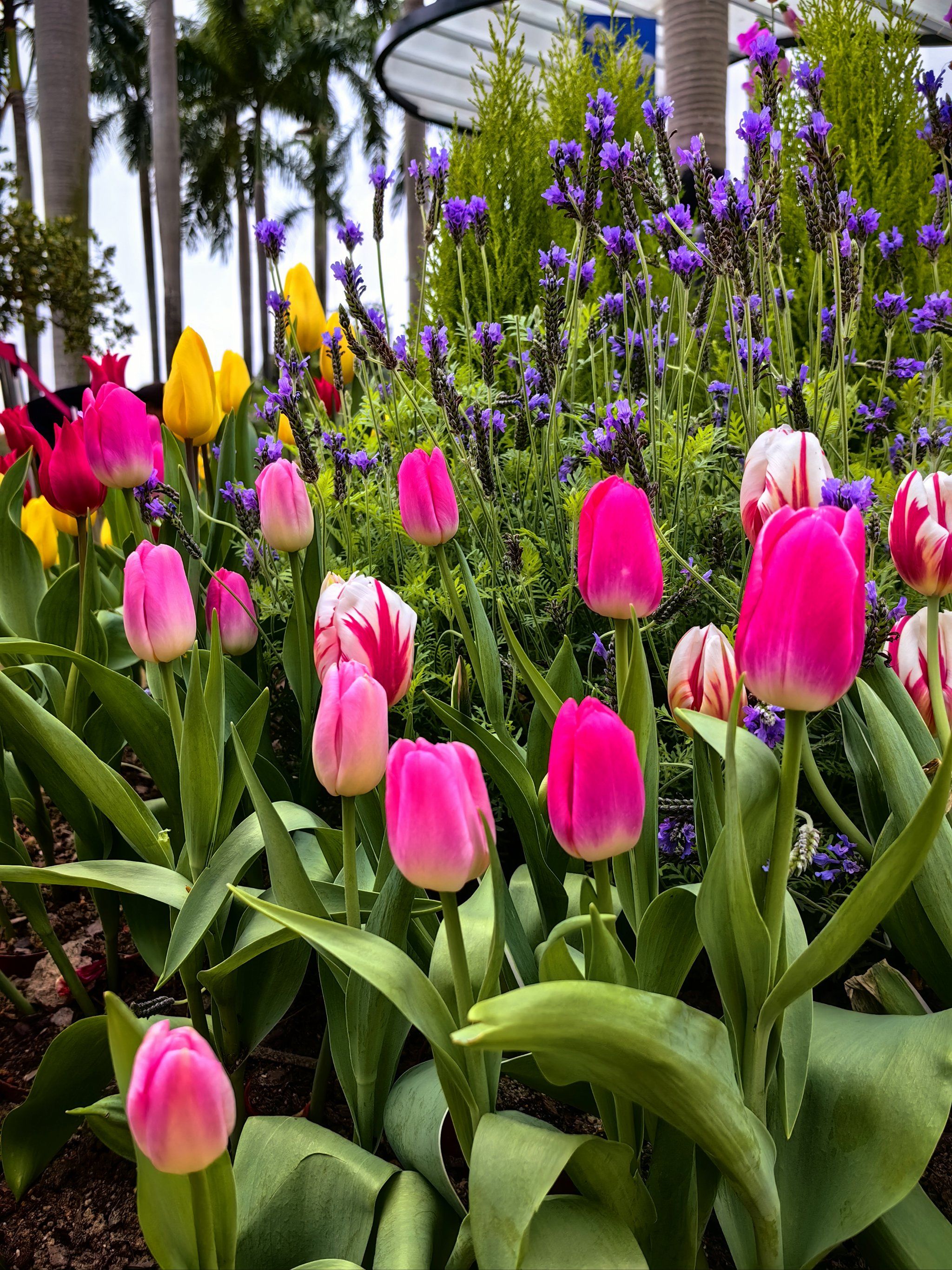 百花争艳的小世界