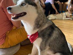 -Husky Go! 哈士奇体验馆·宠物咖啡厅狗咖