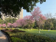 -龙头寺公园