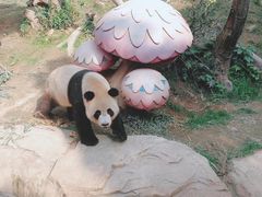 -珠海长隆海洋王国
