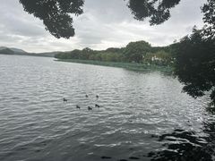 -西湖外事游船(花港观鱼码头)