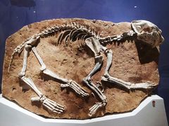 -国家自然博物馆