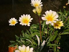 -白塘生态植物园