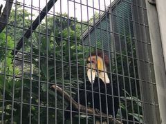 -新加坡飞禽公园