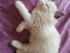 -喵百万·布偶·蓝金金渐层英短·猫舍(百子湾店)