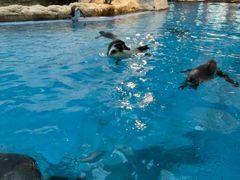 -帝企鹅自助餐厅•儿童岛•真企鹅(长隆企鹅酒店)