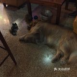 这家咖啡店的茶还不错！