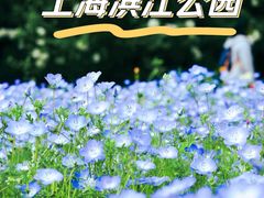-上海滨江森林公园