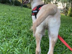 -东莞宠友24H宠物中心医院·转诊夜诊·异宠(新河北路院)