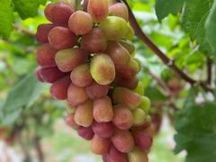 -金谷域澳洲庄园