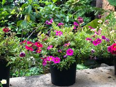 -园林美食城·本土农家菜(杨和镇店)