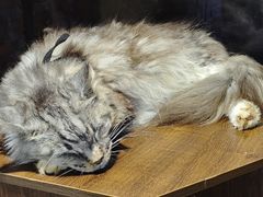 -豆逗聊愈猫阁Easy Life