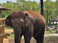 -上海野生动物园老虎餐厅