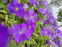 -芒洲湿地公园