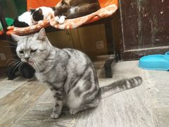 -猫咪博物馆(顶澳仔猫街店)