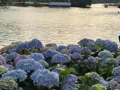 -荔湾湖公园
