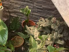 -泰古龙抓龙筋·spa按摩(静安店)