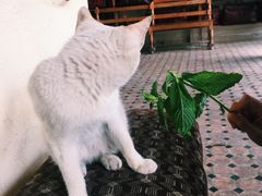 -穆莱拉赫制革厂