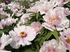 -洛阳市隋唐城遗址植物园