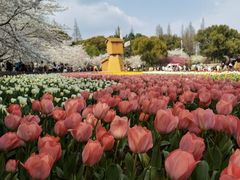 -苏州上方山国家森林公园