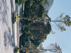 -深圳仙湖植物园