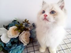 -东方名猫馆·英短金渐层布偶猫舍(环线广场1号楼店)