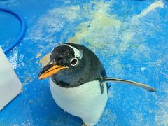 -泉城欧乐堡海洋极地世界