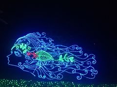 -杭州湾海上花田景区