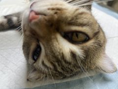 -乐琪宠物医院·犬猫专科·骨外科·急重症