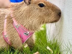 -J Create城市露营咖啡·简餐·宠物(上海动物园店)