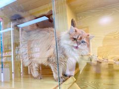 -猫十亿·布偶金渐层·曼基康矮脚猫舍(青年路店)