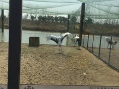 -盐城丹顶鹤湿地生态旅游区