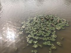 -大湾区中央湿地公园