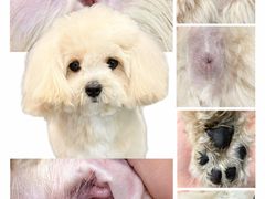 -Oh My Dog宠物沙龙(伊珊娜皮毛护理店)