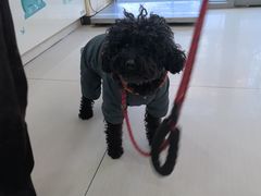 -全心全意连锁动物医院·微创中心·内科急重症·心脏专科(丰管路店)