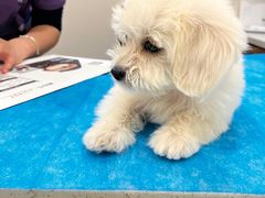 -萌兽医馆·犬猫专科·眼科中心·宠物医院(朝阳门分院)