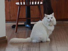 -有猫主题·治愈系猫咖(曾厝垵店)