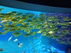 -泉城欧乐堡海洋极地世界