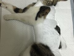 -中农大我爱我爱24h动物医院·中医针灸·猫专科·骨科医疗中心(双井店)