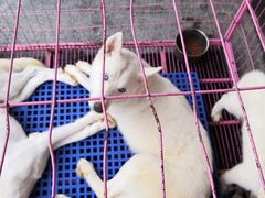 -喵百万·布偶·蓝金金渐层英短·猫舍(百子湾店)