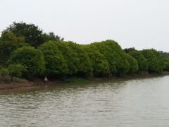 -大湾区中央湿地公园