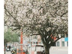 -棠湖公园
