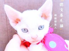 -十年猫舍·猫咪专门店(普陀店)