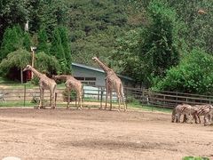 -大连森林动物园