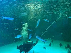 -上海海昌海洋公园-停车场