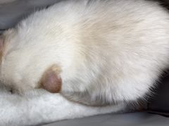 -安安宠医宠物医院·异宠·犬猫内科(岳阳分院)