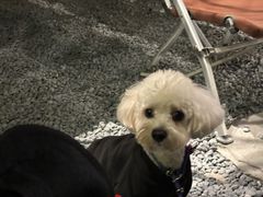 -J Create城市露营咖啡·简餐·宠物(上海动物园店)