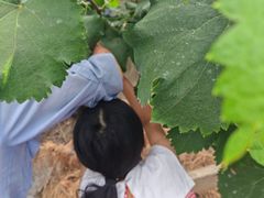 -马陆小张葡萄园农家乐