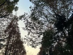 -上海海湾国家森林公园