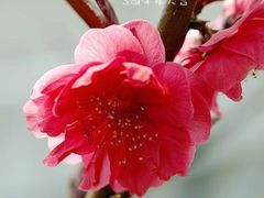 -南汇桃花村